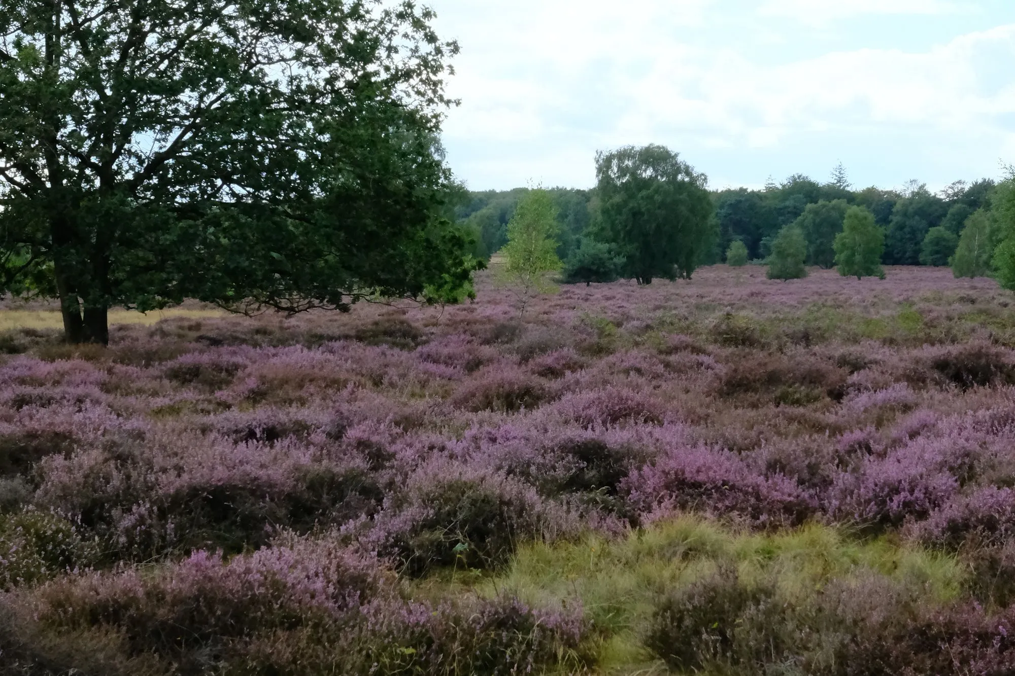 Heather in bloom in the Netherlands (illustrative photo of the destination, not the resort)